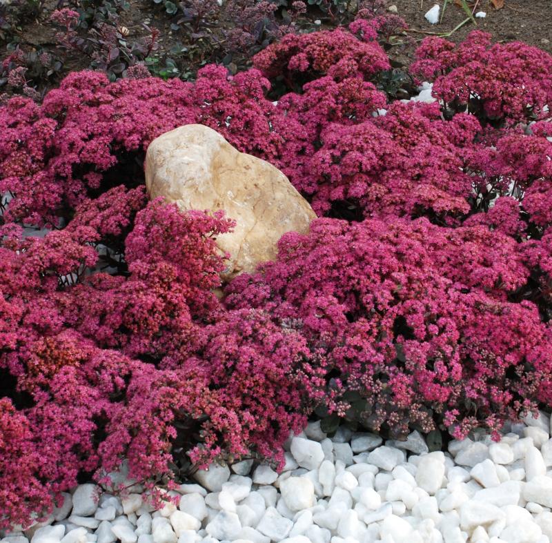 Sedum SunSparkler Cherry Tart (1368-1)
